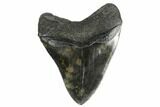 Nice, Fossil Megalodon Tooth - South Carolina #170490-1